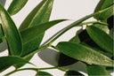 The Power of Tea Tree Oil for Acne-Prone Skin